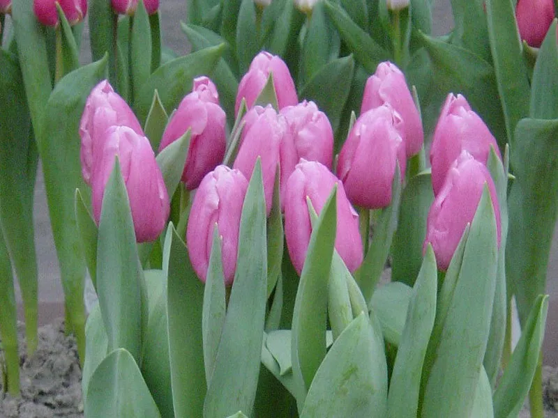 Тюльпаны Jumbo Pink розовые оптом к 8 Марта. 3
