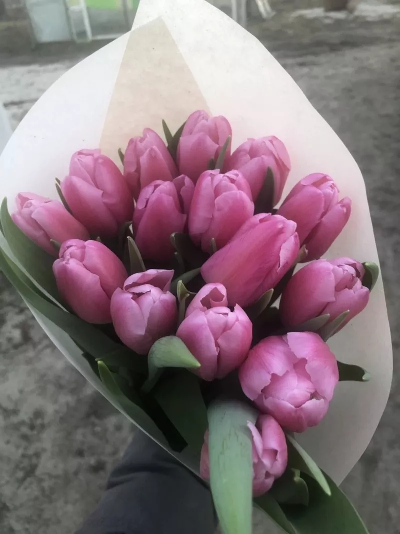 Букеты из тюльпанов Экстра класса к 8 марта,  предзаказ 3