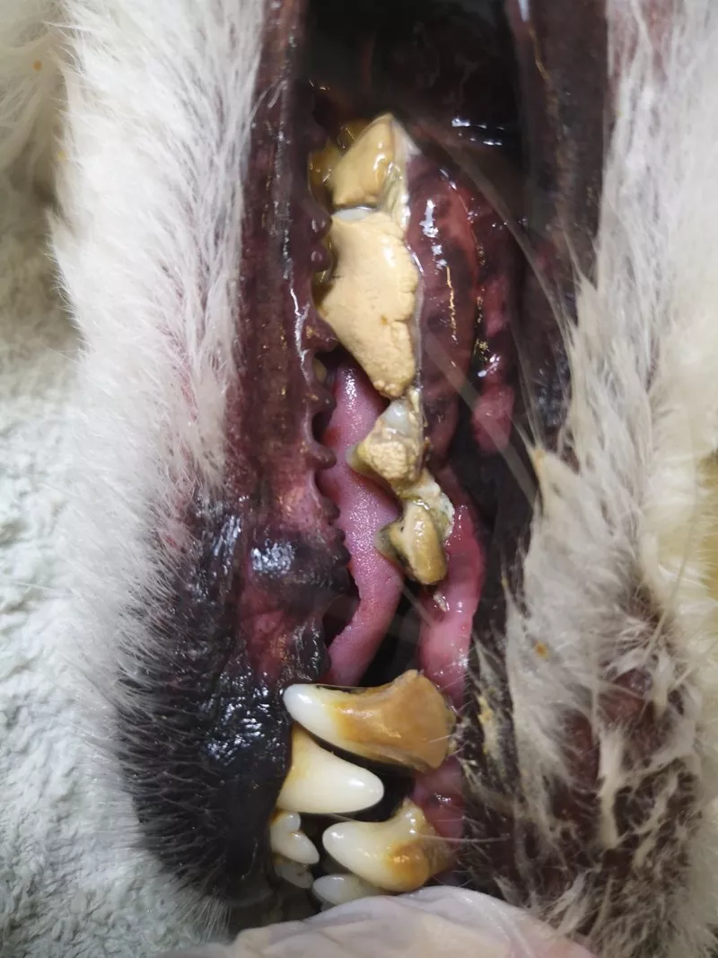 Ультразвуковая чистка зубов у собак. Без наркоза.