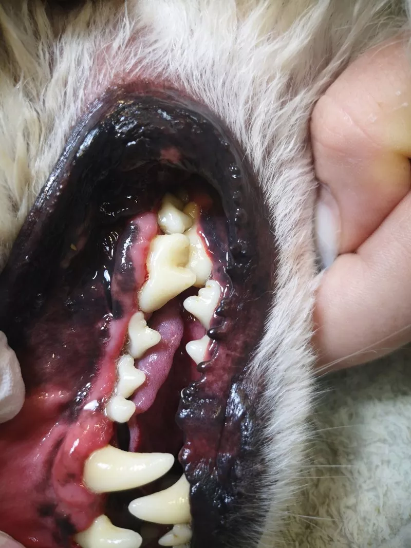 Ультразвуковая чистка зубов у собак. Без наркоза. 2