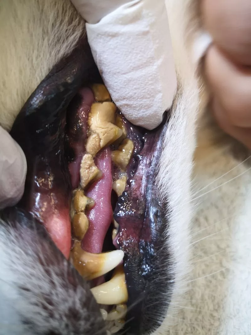 Ультразвуковая чистка зубов у собак. Без наркоза. 3