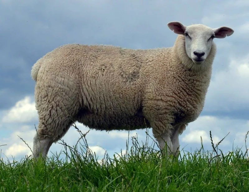 Куплю овец живым и убойным весом.